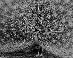 thumb/F001_05d.jpg