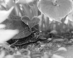 thumb/F001_64c.jpg