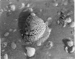 thumb/F001_71b.jpg